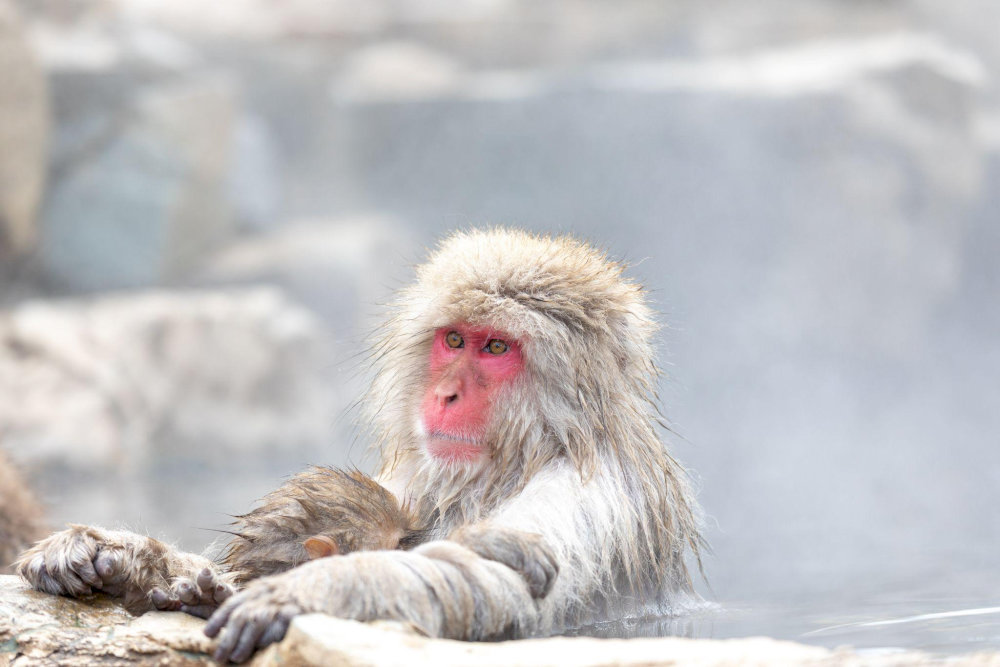 The sight of red-faced monkeys relaxing in hot springs with snow falling around them creates one of Japan's most iconic and photogenic wildlife experiences